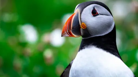 Getty Images Puffin