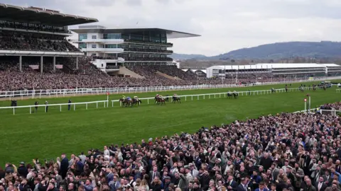 A huge crowd watching horses and jockeys crossing the line at Cheltenham Racecourse. Most are watching a screen that cannot be seen, off to the left of view. Both the near and far side viewing areas look full of people.