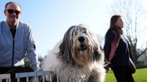 PA Media A Polish lowland sheepdog perched up on a metal fence, behind her is a man and a woman