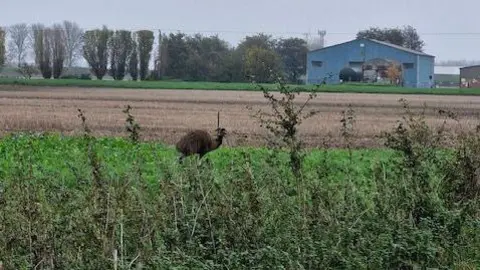 Jane Clark A brown emu seen walking on a grassy field which is joined to a light brown ploughed field, beyond that a raised grass bank area with a large modern grey farm building with an apex roof and more structures to the right and behind it.