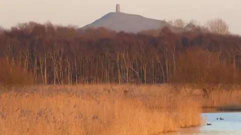 A view of Ham Wall during sunset. Glastonbury Tor can be seen in the background. There are reeds and bids in the foreground.