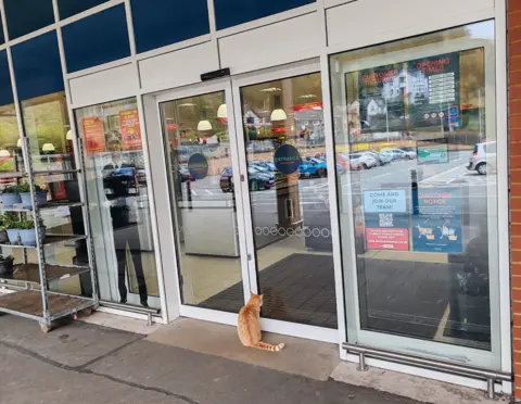 Brenda Raven Mahon Raymond the ginger tom cat attempting to gain access to Home Bargains through the automatic doors