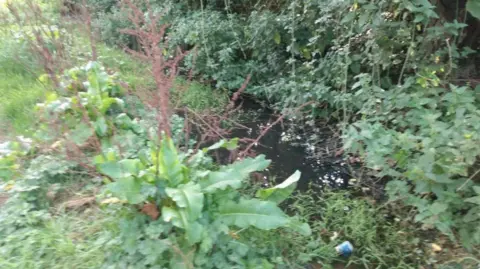 LDRS An overgrown ditch with water running through it