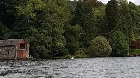 The shoreline before the felling, showing a number of mature trees