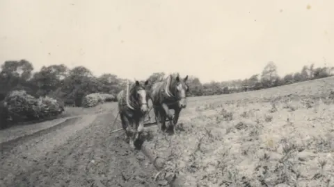 Food Museum Previous Suffolk horses at Abbot's Hall