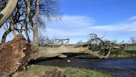 An uprooted tree lies across the road at the Dark Hedges. The roots are on the left of the picture and the tree is bare of leaves 