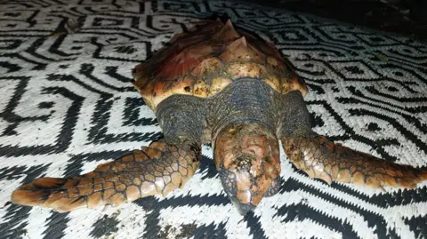 Steve Foreman A turtle is on a black and white patterned rug. Its flippers are splayed out at the front