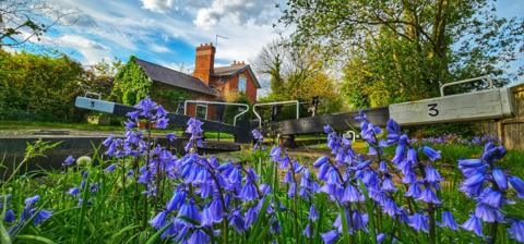 House next to a canal lock with Bluebells in the foreground and partly blue sky above. 