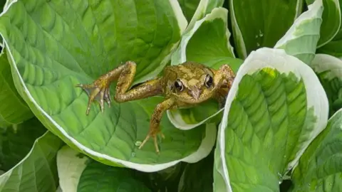 Norman MacLeod A small, brown frog is perched among large green hosta leaves edged in white. The frog is positioned in the centre of the image with its front legs spread wide, while droplets of water cling to the surrounding foliage.