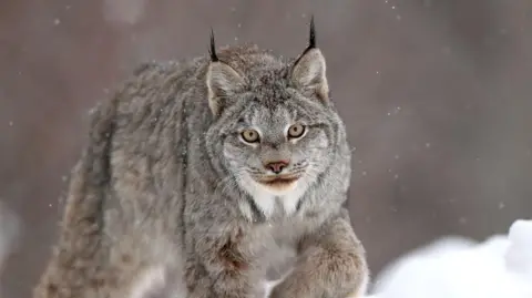 A Canadian Lynx in the snow