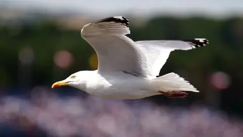 Generic image of a seagull in flight, it is facing to the left with its wings raised against a dark green and grey blurred background. The bird is white with black-tipped wings and a yellow beak and eye