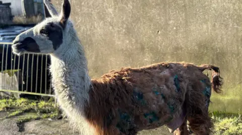 An injured llama stands in a farmyard. It's standing side on to the camera and has a white and chestnut coloured coat. Its coat is shaved in parts, and matted in blood in others. Blue markings from wound spray are dotted over its back and side.