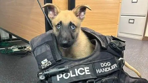 Jager the Belgian Malinois puppy. He has tan-coloured fur, which is black around his big eyes and nose. His ears are standing up but the tips have flopped down and are pointing at the floor. His head is poking out of a large police dog handler vest.