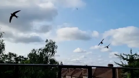 Juliet Rix View of the sky, rooftops and tree tips from a balcony with the railing in the foreground and three swifts flying close that look like arrows
