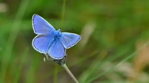 Kate Clarke A close-up photograph of a delicate blue butterfly perched on a slender plant stem, set against a softly blurred green meadow background.