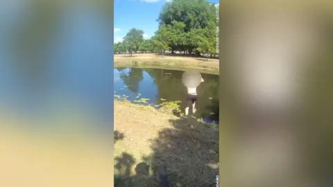 A still of a video shows a man, with a blurred face, jumping into a green river on a sunny day