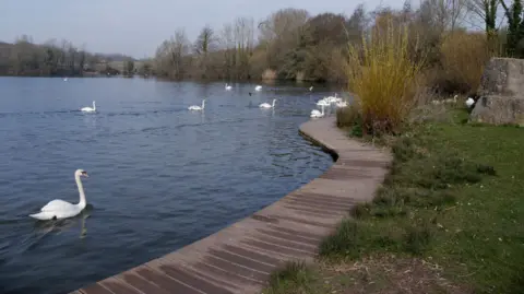 Getty Images A lake with several swans swimming in it. Beside it is a wooden path, then on the other side is a patch of grass. In the background are lots of trees