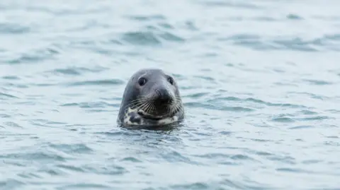 Getty Images Grey seal in the water 