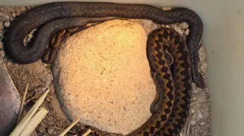 Two brown patterned snakes coiled around a large pale rock in a shallow container filled with soil, stones, and dried plant stems.