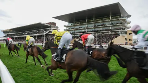 Getty Images A group of jockeys ride their horses down the finishing straight at Cheltenham Racecourse. In the background the two main grandstands are visible and are packed with racegoers