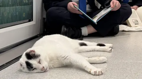 BBC Mr B lying on the floor, he is a white cat with dark patches on his head. A child is in the background sat cross legged and holding a book. 