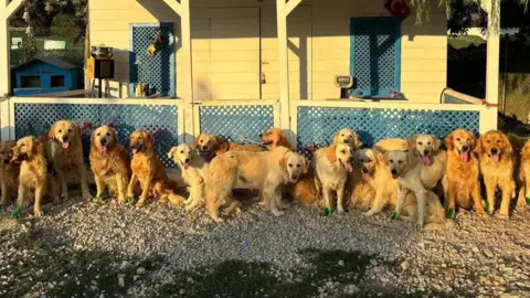 Happy Paws Puppy Rescue A line of Golden Retrievers pant looking at the camera