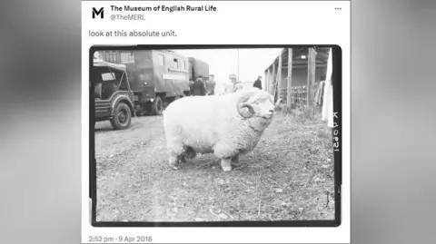 A social media post on X shows a black and white image of a large ram with horns standing on a patch of ground close to an open-sided barn. There are some large vehicles and a number of people behind it.