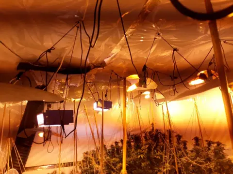 Nottinghamshire Police An image released by police of cannabis plants found inside a house in Hucknall