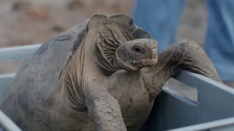 A giant tortoise being released on the Galápagos island of Floreana 