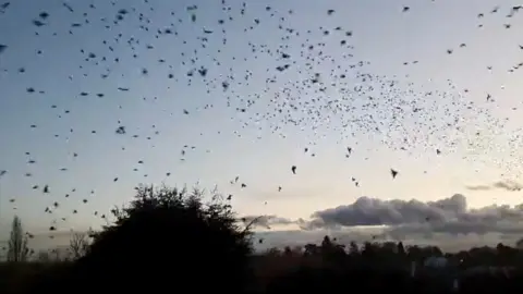 Starlings in Rearsby