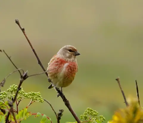 Ian Jackson A red and brown bird sits on a branch