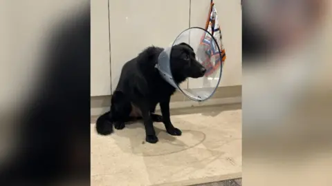 Laura Meller A dog wearing a protective cone and looking sad.