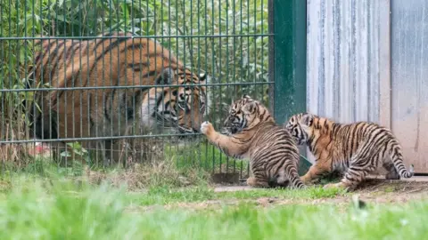 West Midlands Safari Park Lestari is just behind green railings, with two of the cubs on the other side of the railings in the foreground of the image. One of the cubs is holding on to the railings with their paw, close to Lestari's face.