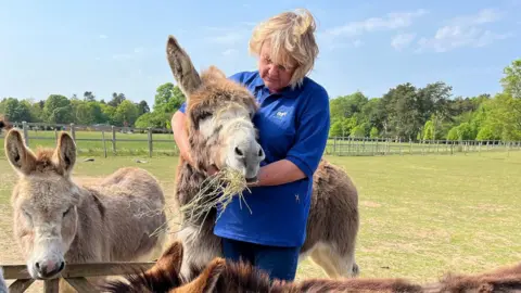 A woman cuddles one of the larger donkeys. He is mostly brown and has a mouthful of straw. A second donkey is standing next to her.