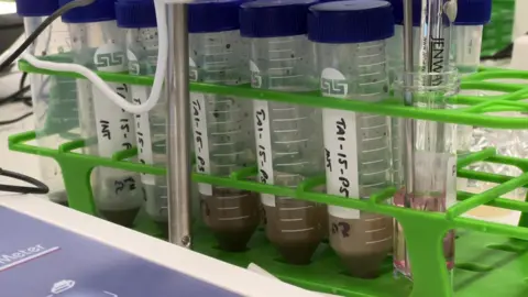 Rows of test tubes containing mud samples are lined up on a table in a laboratory. 