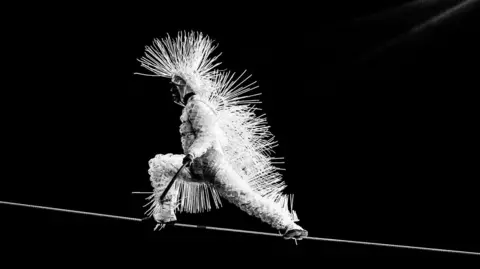 Chris Bullzini A man is dressed in a white, feathery costume as he walks across a tightrope in front of a black backdrop.