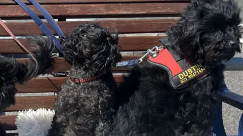 RSPCA Two black fluffy dogs gather on a park bench. Both have leads on them - the owner is out of shot.