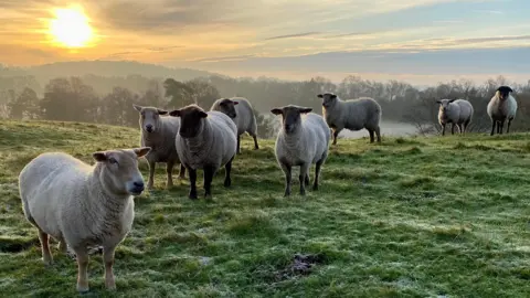 Eight sheep stand in a green field with frost visible on the ground. The sun is rising over the hills behind them. All of the sheep are looking at the camera.