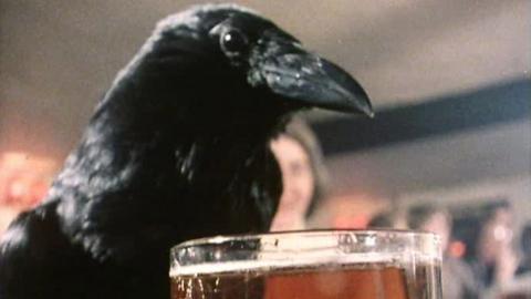 Crow drinking beer