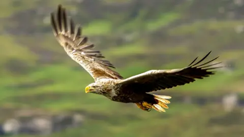 A White-tailed Eagle is flying above heathland in Mull Island, Scotland in 2017. It has brown body with a pale head, a grey neck and white tail feathers. Its broad wings are open wide. Its chunky beak is yellow. 
