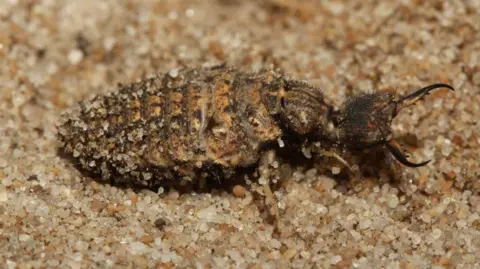 Getty Images An insect resting in a sandy habitat. It has a hard shell-like body and pincers on its head.