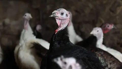 Nathan Stirk/Getty Images Turkeys in a shed