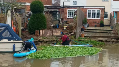 Amy Cipriano Volunteers removing floating pennywort from a river on paddleboards