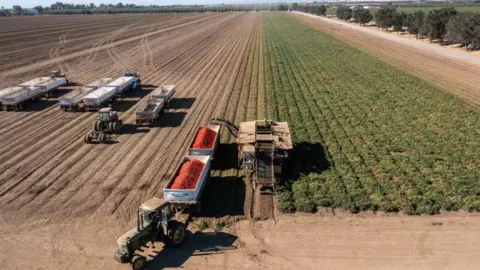 Getty Images Tomatoes being harvested at a farm in California