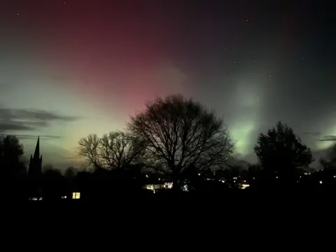 Vicky Mackie The sky has a broad hint of pink over the top of several trees which are outlined against the sky.