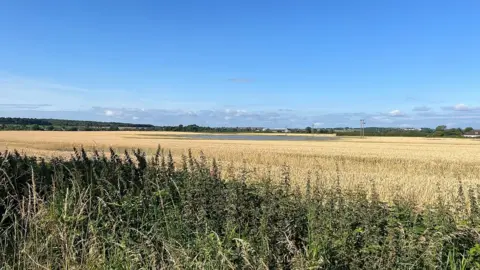 A wheat field with a blue sky above it