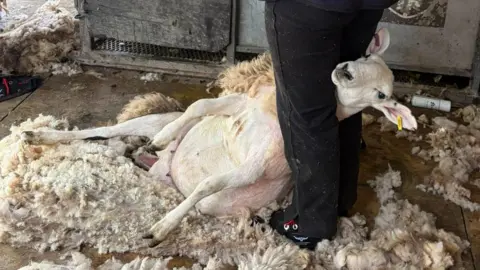 BBC/Grace Stewart-Piercy A sheep being sheared on the course. Its heads is held between the shearer's legs as he clips away at the body. A large pile of wool is ammassing on the floor as the sheep's smooth body is revealed underneath. The sheep itself looks vaguely bemused by the entire experience.