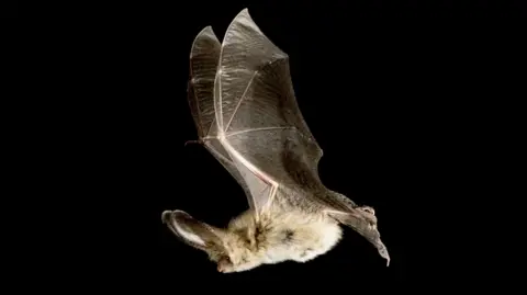 A brown long-eared bat in flight, which is the species currently roosting in the converted pillbox