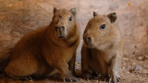 Two small Capybara pups