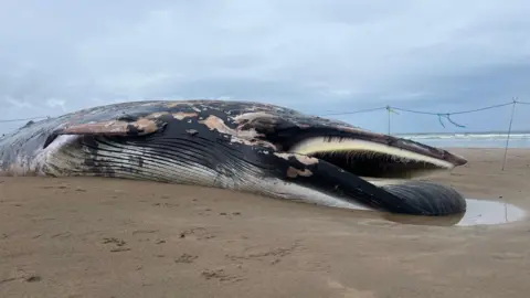 A dead whale upside down on the sand. The tide is out and a cordon around the carcass can be seen